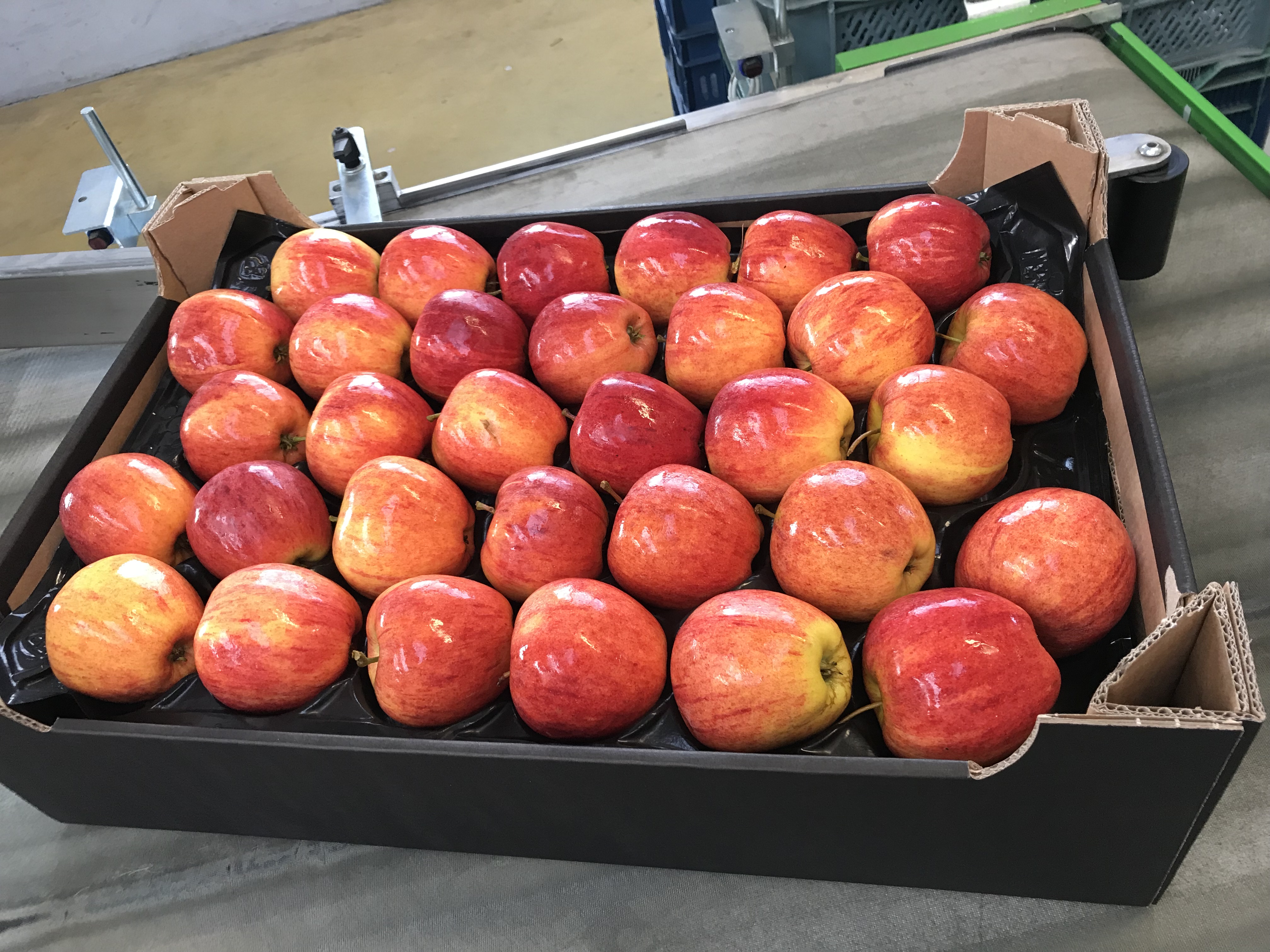 Apple  - UNIFRESH LOGISTICS